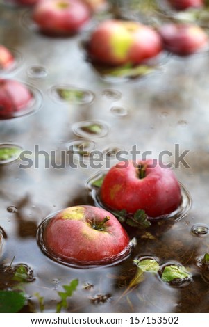 Fallen from the tree red apples in the water with autumn leaves, selective focus on one apple