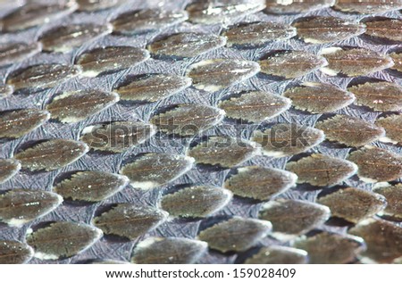Grass-Snake skin, reptile texture, macro, selective focus