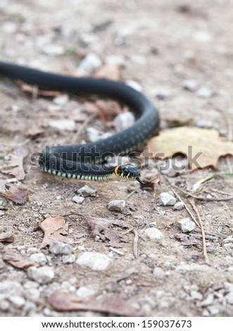 Grass snake with his tongue hanging out crawling on the ground, close up, selective focus