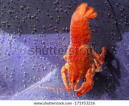 Red boiled crawfish in air bubbles under water on a purple background with place for text