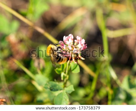 bumblebee on the pink clover trefoil flower on the lawn, close-up