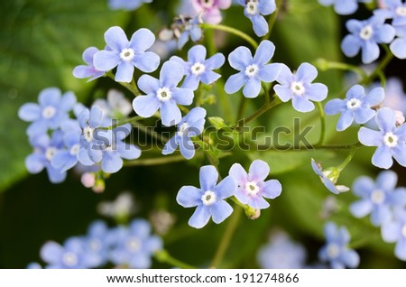 Forget-me-nots flowers background. Close up. Selective focus, some flowers in focus, some are not