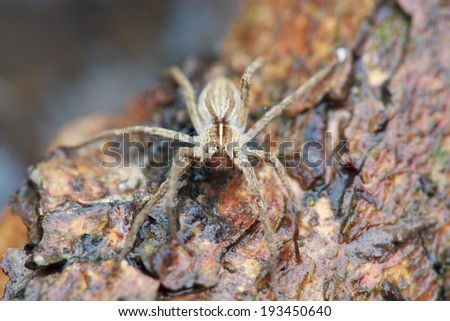 wolf spider (Lycosidae) , selective focus on face, close-up
