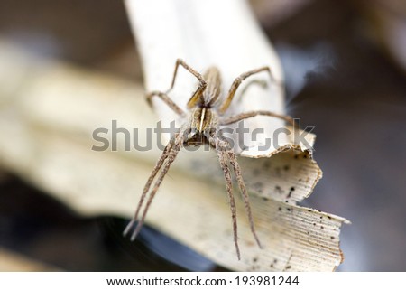 wolf spider (Lycosidae) , selective focus on face, close-up