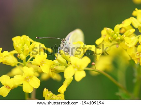 White butterfly (Pieris brassicae) on a wild yellow flowers, selective focus on face, macro