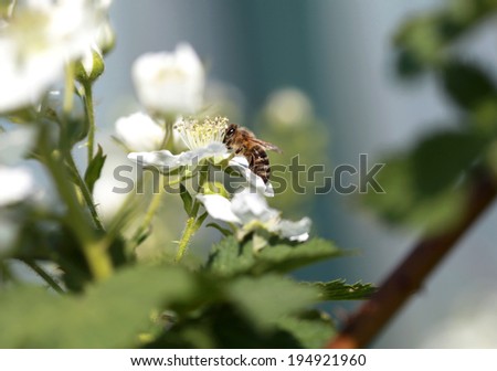 Honey bee of the garden on a white on raspberry flower, macro, selective focus