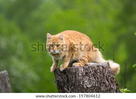 Young red cat before jumping on green background