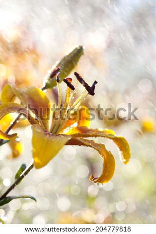 Yellow lily flower in the rain, selective focus, macro