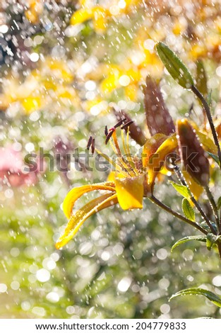Yellow lily flower in the rain, selective focus, macro