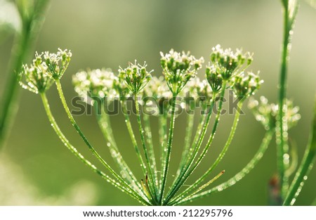 Yarrow plant (Achillea millefolium) at sunrise with drops of dew close-up, some flowers in focus, some are not, toned green