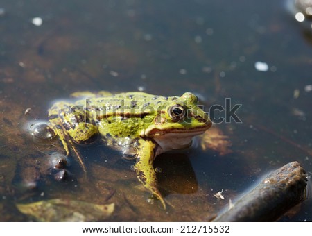 Head of green water frog (Rana lessonae) with a small midge on the head, close up, selective focus on head