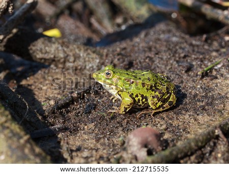 Head of green water frog (Rana lessonae), close up, selective focus on head