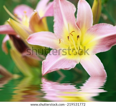 Pink lily (Lilium Acapulco) after the rain, selective focus on the stamens, macro. Photo improved by water with reflection
