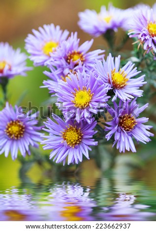 Purple aster flower (Aster amellus), selective focus and room for text. Photo improved by reflection in water.