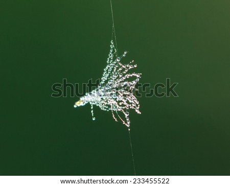 White inflorescence of dandelion with dew drops hanging on the cob on a green background, selective focus, minimalism