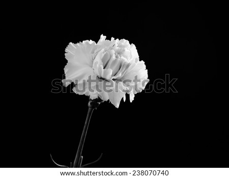 Black and white carnation flower on black background and space for text
