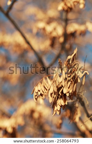 Box elder pods of Acer negundo (ash-leaved Maple) close-up, selective focus