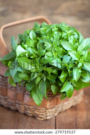 Bunch of fresh green basil in a basket on a wooden table, selective focus