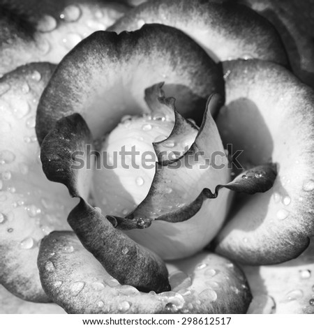 Black and white rose background witj water drops, natural pattern