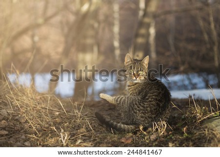 Surprised cat in forest