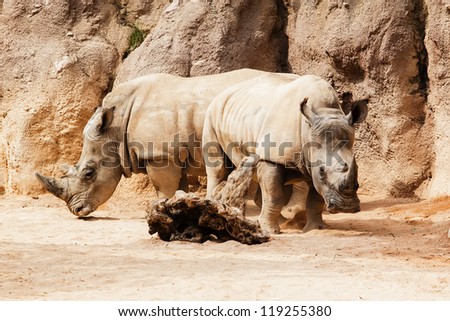two rhinos in defense position
