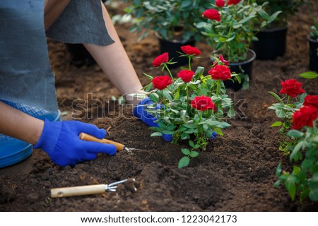 Image of hands in rubber gloves of agronomist planting red roses in garden