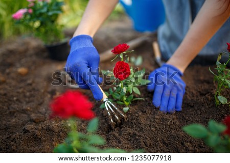Image of young agronomist girl in rubber glovers planting red roses in garden