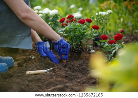 Image of hands of agronomist planting red roses in garden