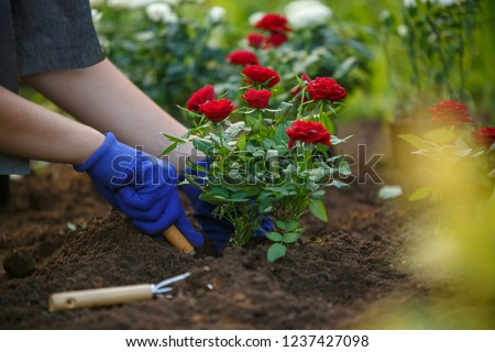 Photo of hands of young agronomist planting red roses in garden