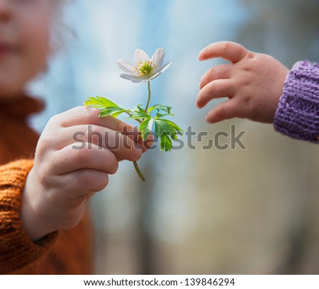 Little Boys Hand Giving Early Spring Flower Of Snowdrop To His Baby Sister, Metaphor For Trust, Handing Over And Giving Away