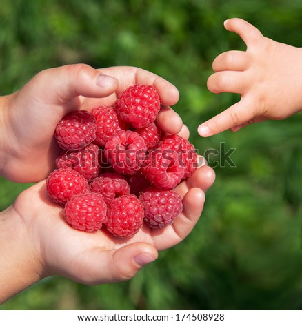 Close up of childs hands with fresh ripe raspberries and little babys hand reaching up to take one.
