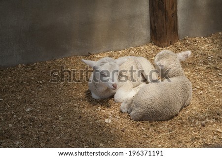 Two little lamb sitting in the warm house