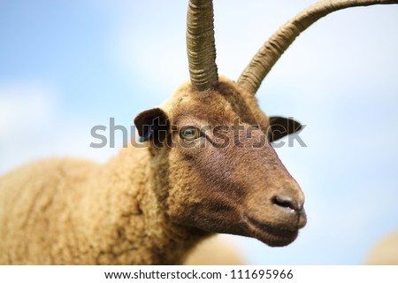 Manx Loaghtan horned sheep. Brown sheep with 2 horns. Head & shoulders composition.