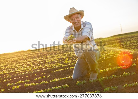 Senior farmer in a field holding crop in his hands