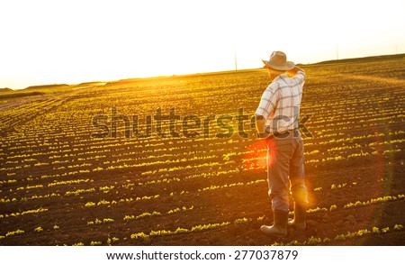 Senior farmer standing in a field and looks into the distance