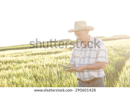 Senior farmer in a field examining crop