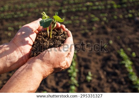 Senior farmer holding a green young plant on field.