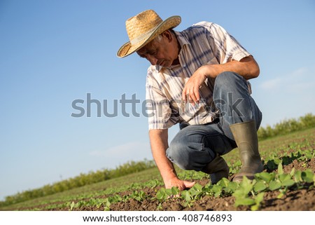Senior farmer in a field examining crop.