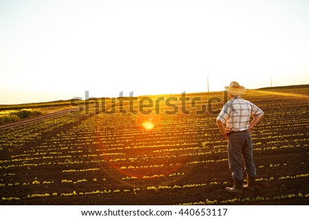 Senior farmer standing in field and looks into the distance