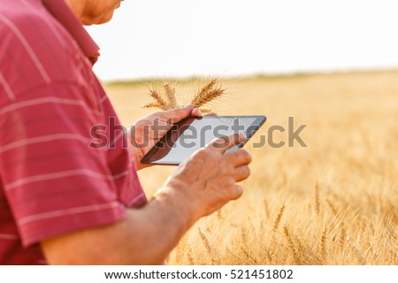 Close up of senior farmer standing in a wheat field with a tablet and examining crop.