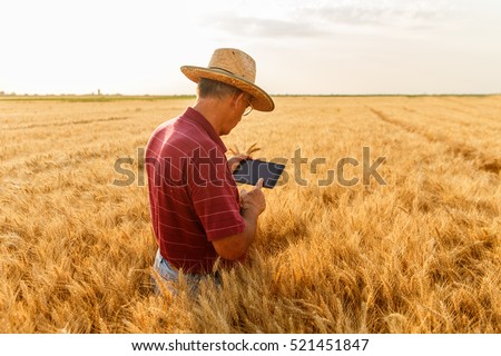 Back view of senior farmer standing in a wheat field with a tablet and examining crop.