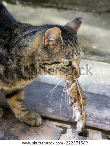cat carries a mouse in her mouth