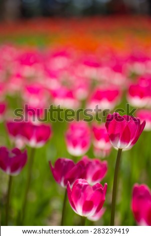 Tulip. Beautiful bouquet of tulips. colorful tulips. tulips in spring.