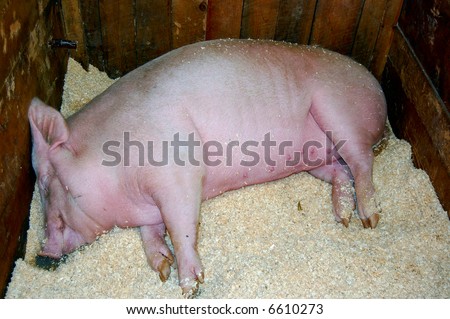 fat lazy pig