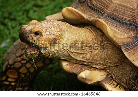 american tortoise