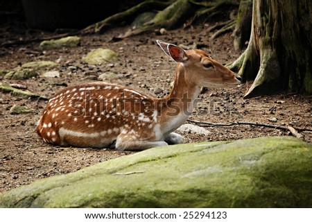 spotted deer rests in shadowy forest