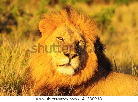 Male Lion 3