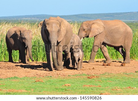 Elephant Family -28