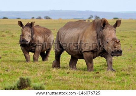 White Rhinos one with horn and one with horn cut off