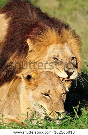 Male Lion and Lioness